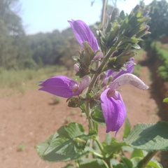 Brillantaisia owariensis