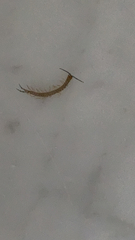Hemiscolopendra marginata
