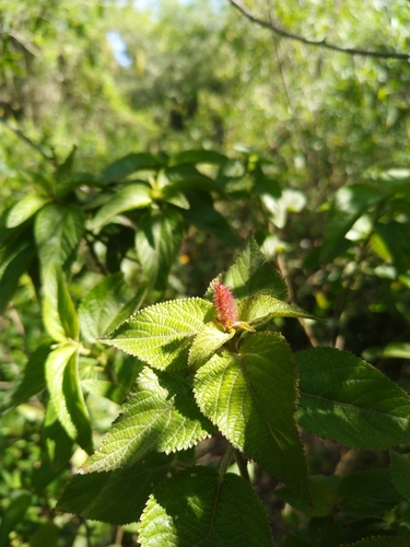 Acalypha communis (Acalypha communis)