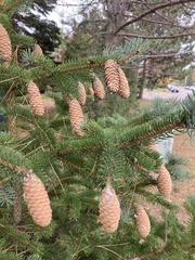 Pinaceae