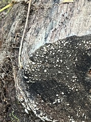 Xylobolus frustulatus