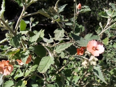 Sphaeralcea bonariensis
