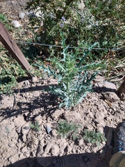 Argemone subfusiformis