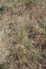 Atriplex oblongifolia