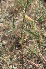 Atriplex oblongifolia