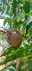 Myrapetra