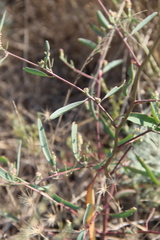 Atriplex oblongifolia