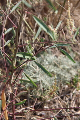 Atriplex oblongifolia