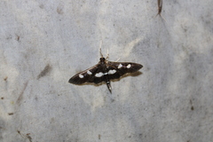 Desmia funeralis