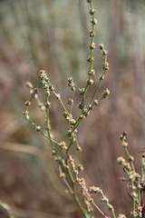 Atriplex oblongifolia
