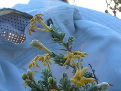 Lasiosiphon deserticola