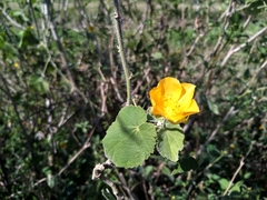 Abutilon grandifolium