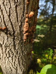 Hypoxylon fragiforme