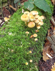 Thuidium tamariscinum