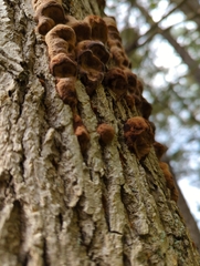 Hypoxylon fragiforme