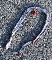 Pantherophis emoryi
