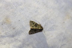 Phosphila turbulenta