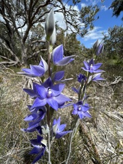 Thelymitra macrophylla
