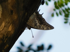 Charaxes solon