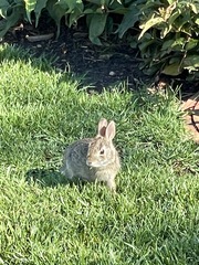 Sylvilagus floridanus