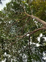 Ficus insipida
