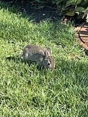 Sylvilagus floridanus