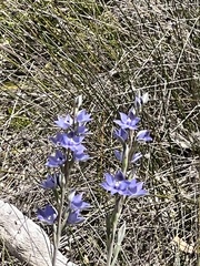 Thelymitra macrophylla
