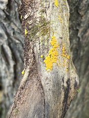 Calycina