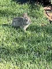 Sylvilagus floridanus