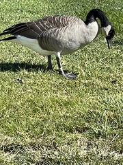 Branta canadensis