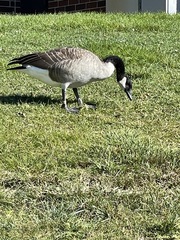 Branta canadensis