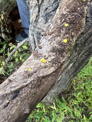 Calycina