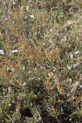 Atriplex verrucifera