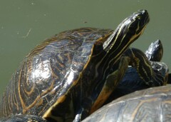 Pseudemys peninsularis