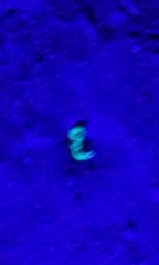 Anuroctonus pococki pococki