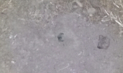 Anuroctonus pococki pococki