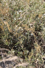 Atriplex verrucifera