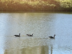 Branta canadensis