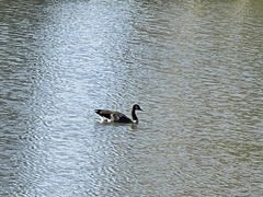 Branta canadensis