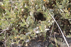 Atriplex verrucifera