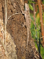 Acanthocercus atricollis