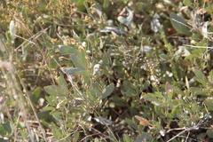 Atriplex verrucifera
