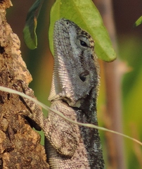 Acanthocercus atricollis