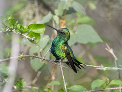 Chlorostilbon gibsoni