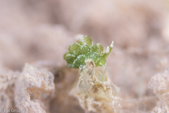Sacoproteus smaragdinus