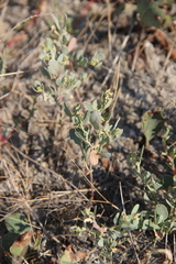 Atriplex pedunculata