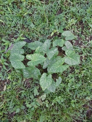 Caladium bicolor