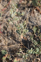 Atriplex pedunculata