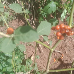 Solanum