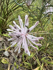 Petrophile linearis
